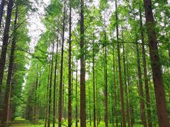 -黄海国家森林公园