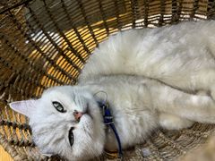 -藏猫猫咖啡主题馆(中央大道店)
