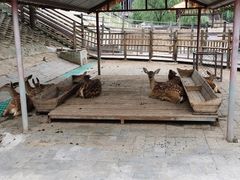 -北京鹿世界主题园