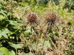 -黑龙江省森林植物园