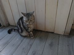 -海边的猫和咖啡馆
