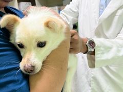 -圣宠动物医院·犬猫专科·影像中心·外科中心