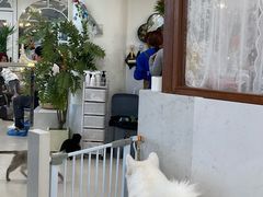 -共舞时光猫咖·狗咖(新街口店)