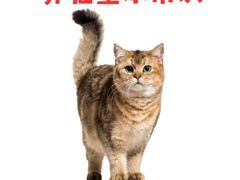 -北京京卫宠物寄养训练中心