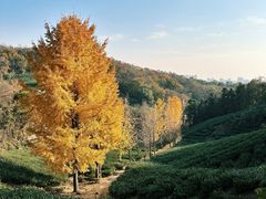 -镇江市南山风景名胜区竹林景区