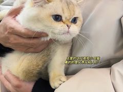 -青奢宠物·青奢猫舍