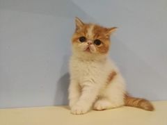 -70cat德文卷毛猫·缅因猫纯种猫舍