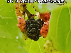 -御林古桑园