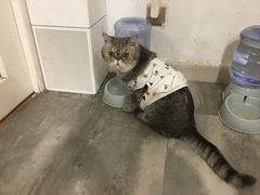 -楼上猫咖(罗湖店)