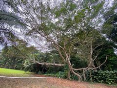 -中国科学院西双版纳热带植物园