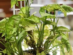 -奈雪的茶(新天地广场PRO店)