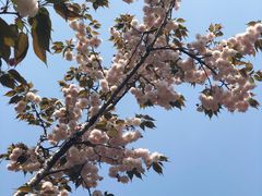 -合肥滨湖国家森林公园