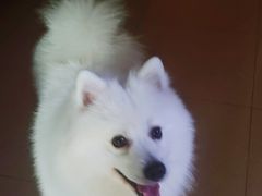 -创凡宠物医院·骨专科  猫科中心(西乡分院)