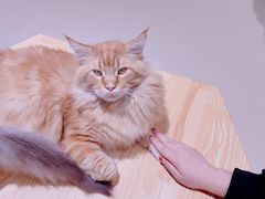 -藏猫猫咖啡主题馆(中央大道店)