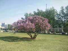-辽宁大学(崇山校区)