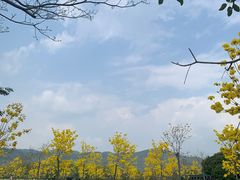 -天适樱花悠乐园