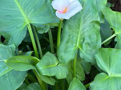 -国家植物园南园