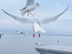 -海埂大坝