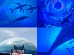 -海合安天津极地海洋公园