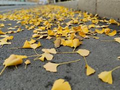 -八大关景区
