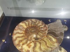 -青岛贝壳博物馆