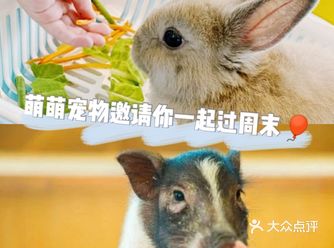 想必很多人都喜欢可爱的小动物吧,周末带娃来新柒宠动物