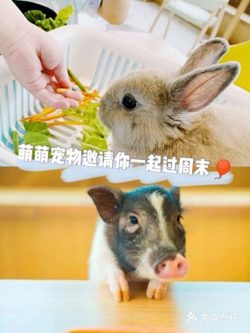 想必很多人都喜欢可爱的小动物吧,周末带娃来新柒宠动物