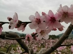-青林口古镇