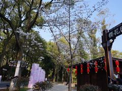 -武汉大学-樱园