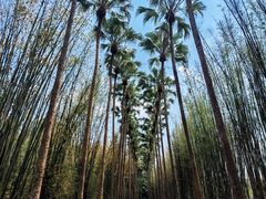 -中国科学院西双版纳热带植物园
