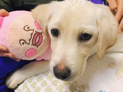 -翊宠yipet猫狗购宠庄园犬舍•猫舍