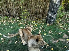 -北京野生动物园