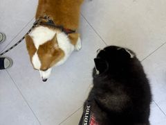 -达爱动物医院·犬猫分区·CT·复杂眼科(远洋山水分院)