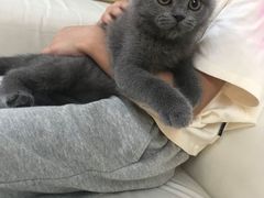 -lincat·猫舍(广州店)