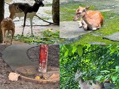 -成都动物园