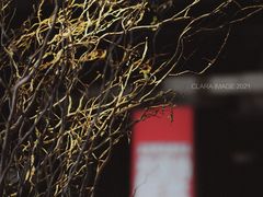 -BERRY BEANS(东直门店)