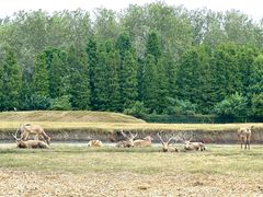 -溱湖国家湿地公园