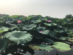 -荷塘月色湿地公园·向阳花洲