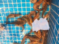 -懂食汇自助火锅