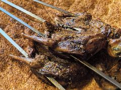 -天羽烤乳鸽店(财大家属院店)