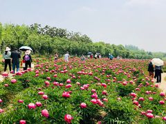-扬州芍药园(仪征市)