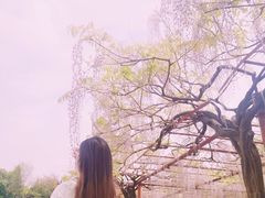 -嘉定紫藤园