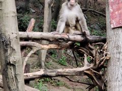 -黔灵山公园