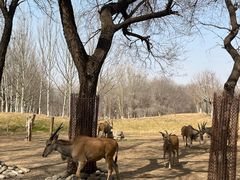 -北京野生动物园