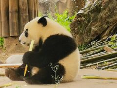 -都江堰中华大熊猫苑