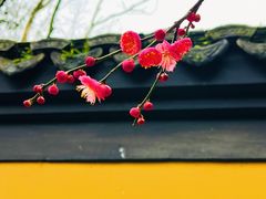 -慧因高丽寺