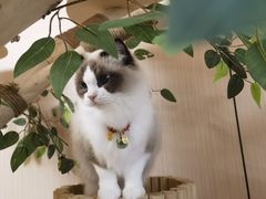 -唐小姐の私宠·宠物洗护美容·撸猫馆·购宠(周浦万达旗舰店)