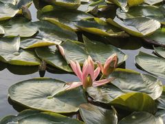 -春花秋色城市公园