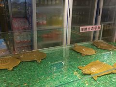 景观位-洪湘记川湘·甲鱼馆(四海凯悦美食广场店)