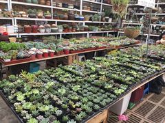 -秦美花卉(天朗·莱茵小城2期店)